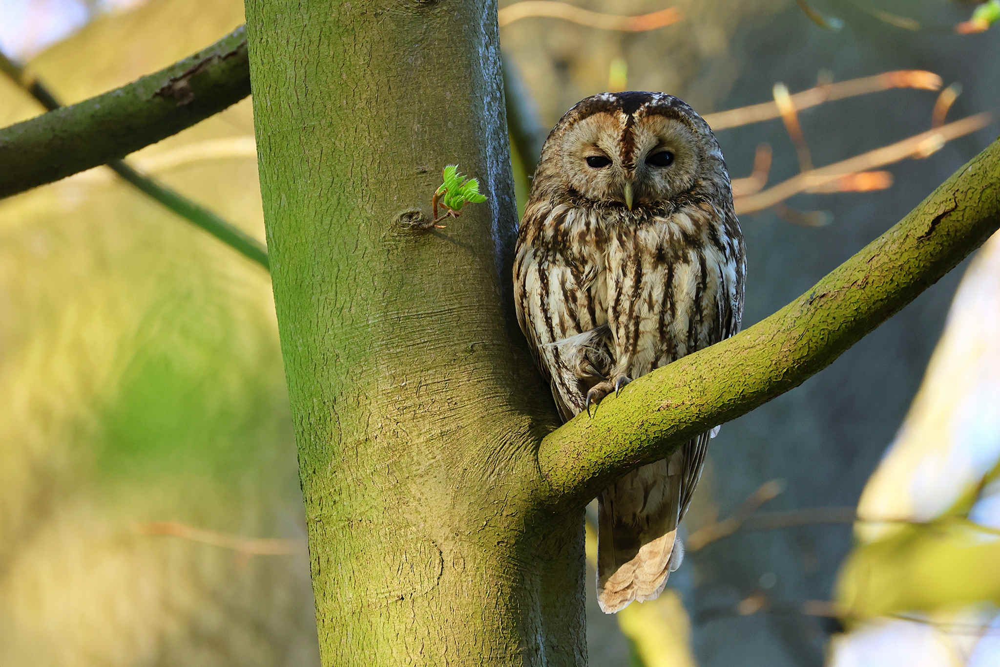 Species Spotlight: Tawny Owl