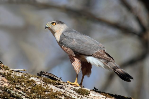 Cooper’s Hawk: A fearsome hunter