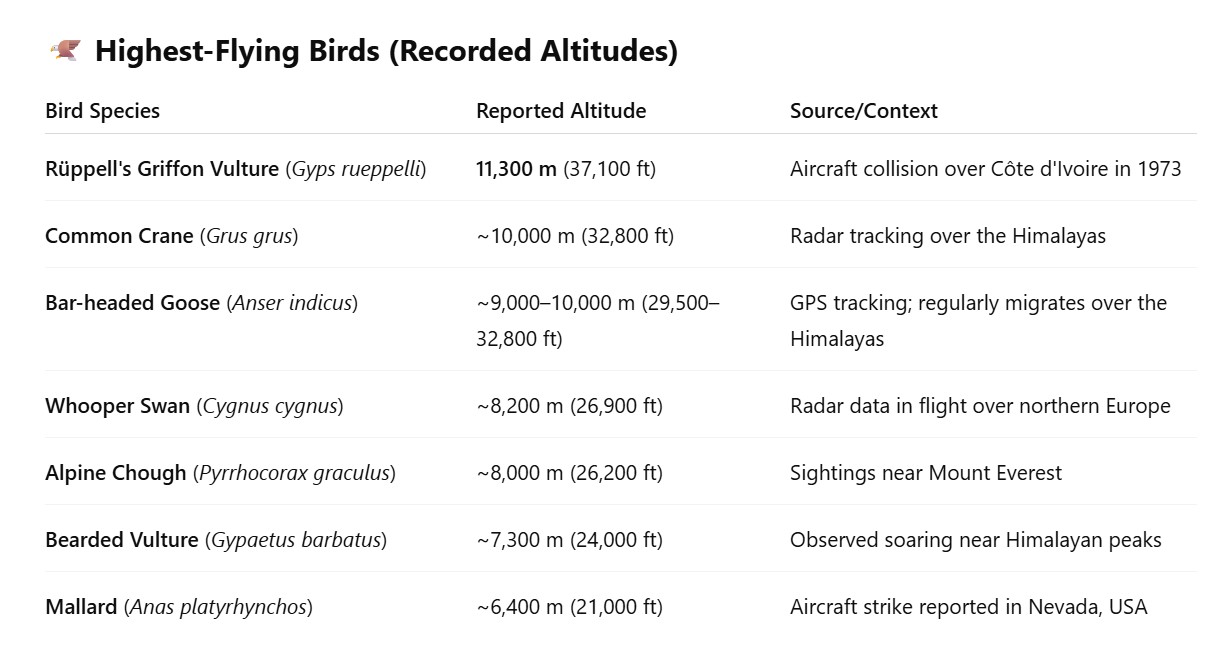 Ask a Birder: What Are the Highest Flight Attitudes Reported for Birds ...