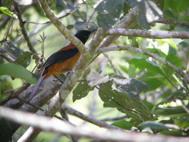 The Chemistry of Birds (1): Toxic Birds