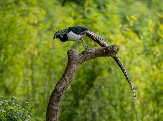 Species Spotlight: Lady Amherst’s Pheasant
