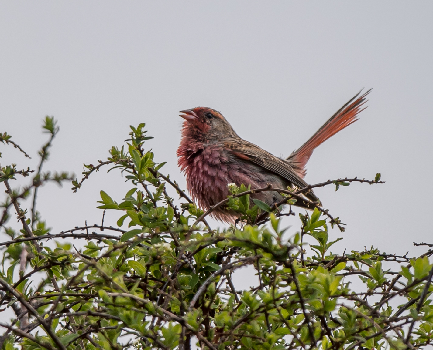 10 Bird Species with Difficult-to-pronounce Names
