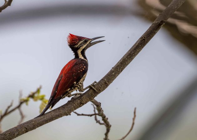 Three Photos: Sri Lanka Woodpeckers