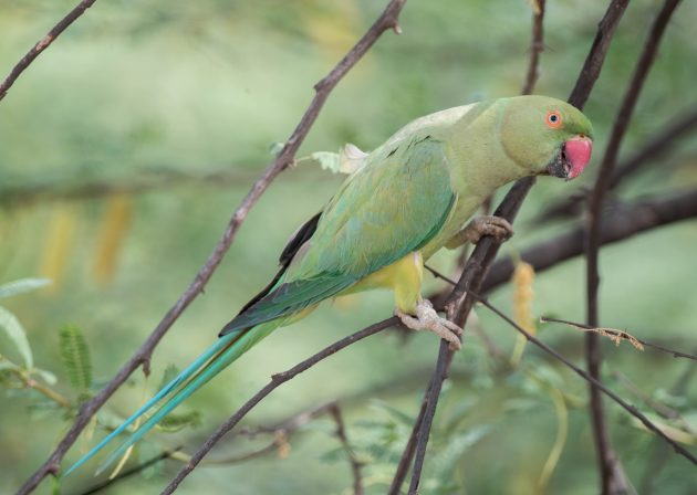 Ask a Birder: Can Birds Get Addicted To Drugs?