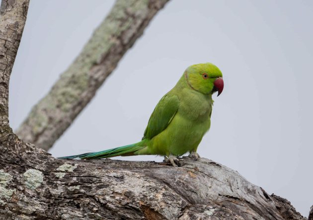 Species Spotlight: Rose-ringed Parakeet