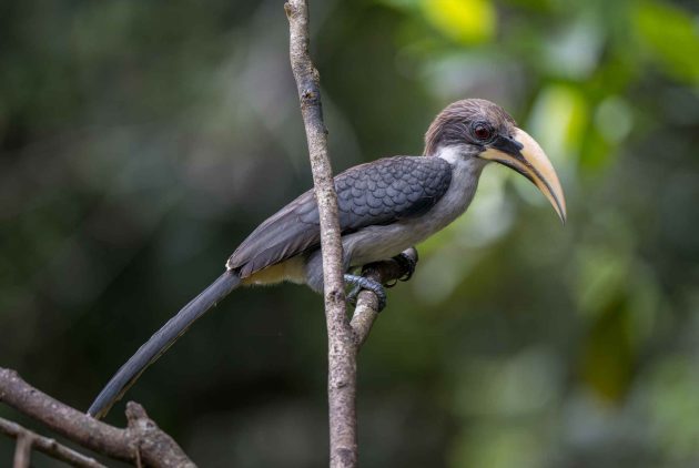 Species Spotlight: Sri Lanka Grey Hornbill