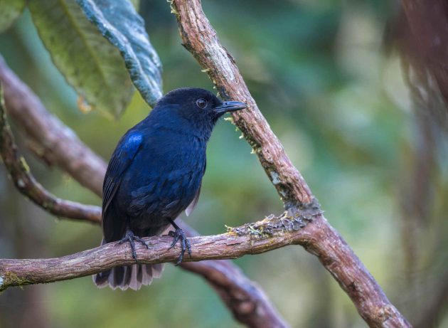 Birding Horton Plains, Sri Lanka