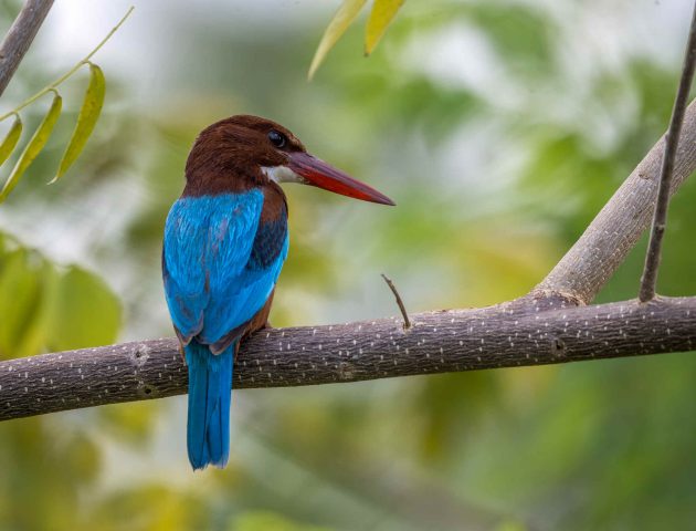 Species Spotlight: White-throated Kingfisher