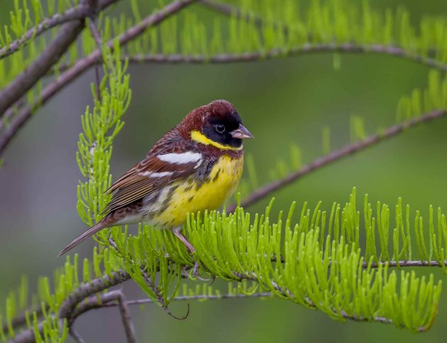 Three Photos: Critically Endangered