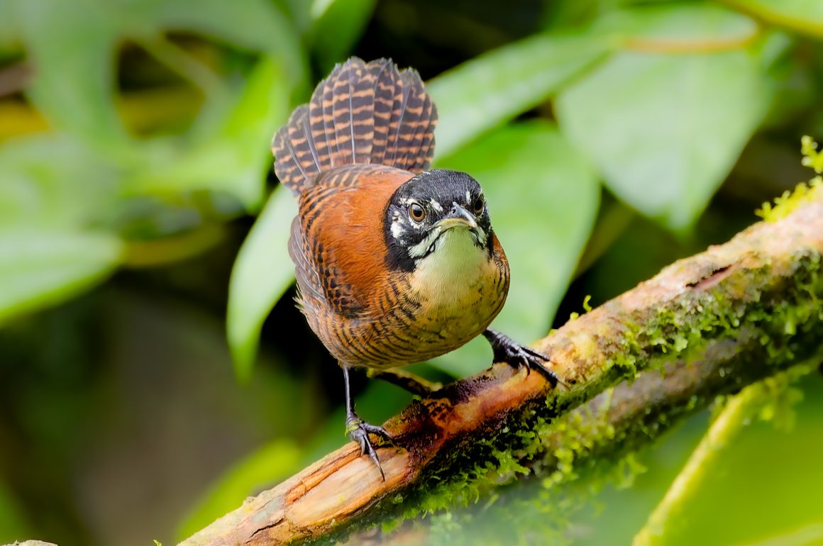 Bay Wren