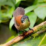 Bay Wren