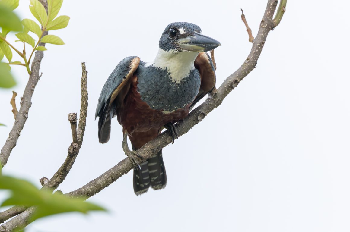 Amazon Kingfisher