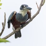 Amazon Kingfisher