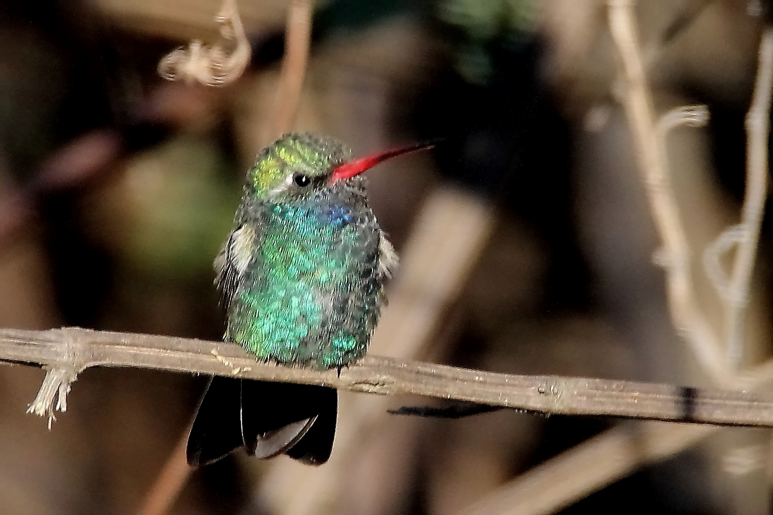 The Hummingbirds You Will See in Morelia, Mexico
