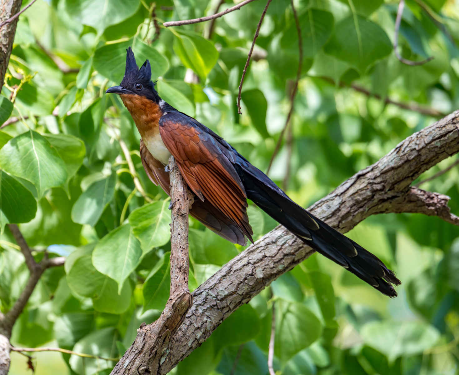 Species Spotlight: Chestnut-winged Cuckoo