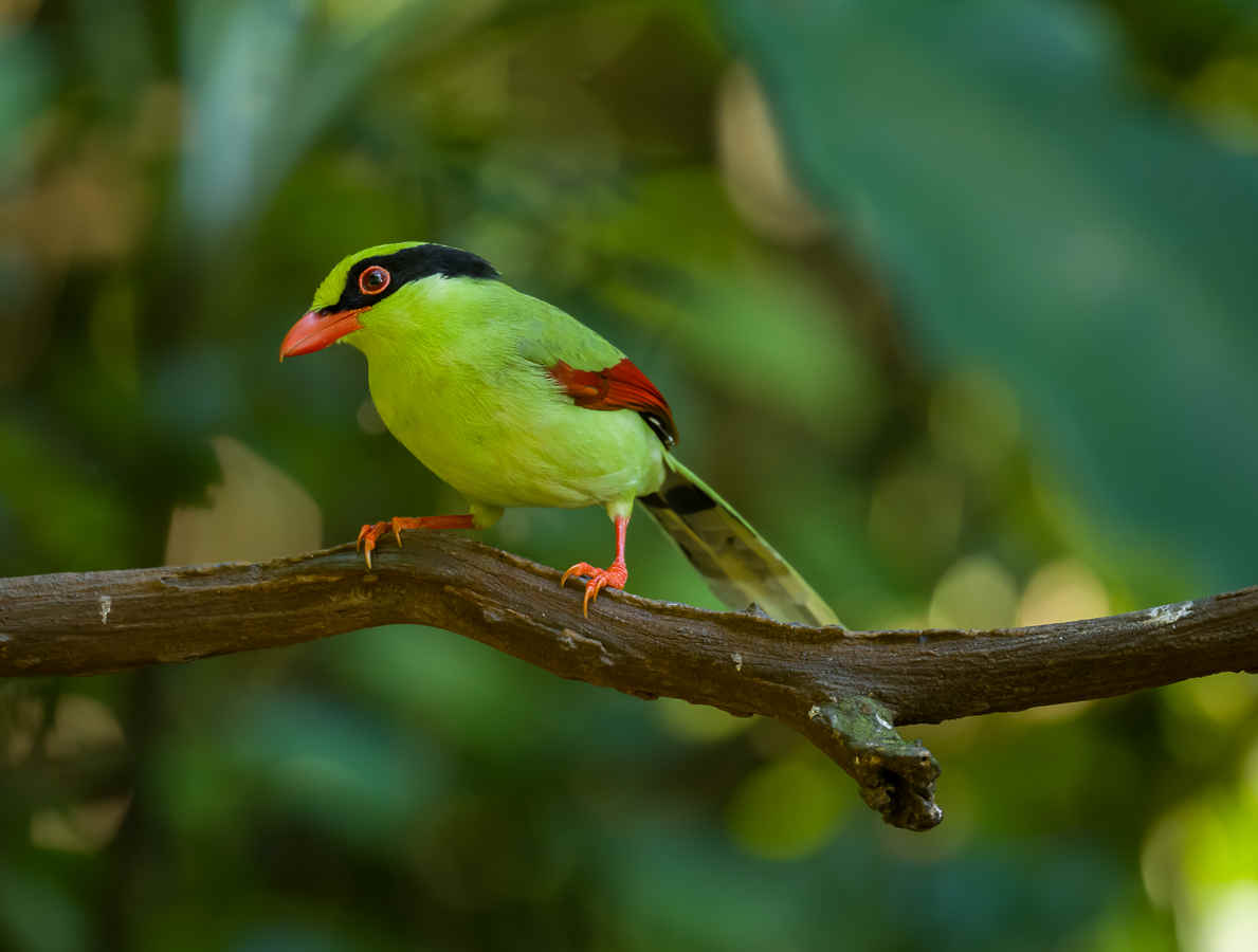 The Chemistry of Birds (6): Feather Coloration