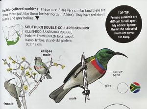 A male sunbird with a green head, and a double-collar of blue and red stripes on the neck, and a grey belly