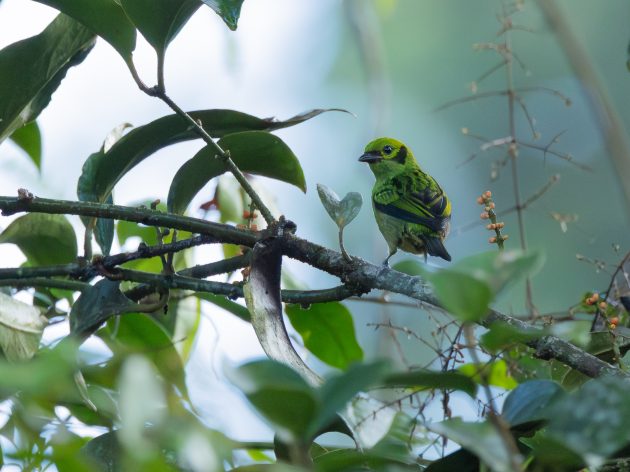 Emerald Tanager