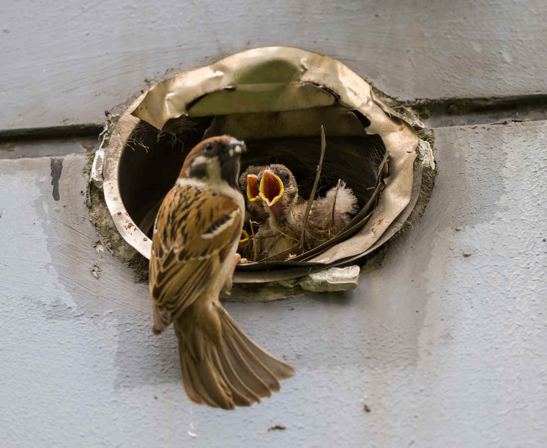 Ask a Birder: Why do I find baby birds cute but not human babies?