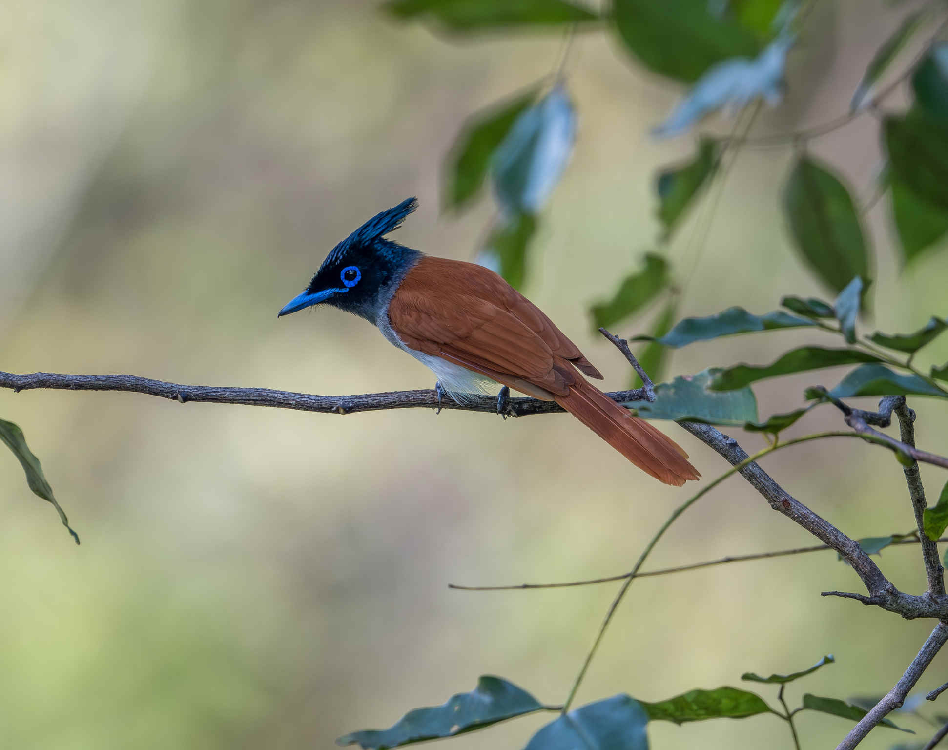 Birding Udawala NP, Sri Lanka