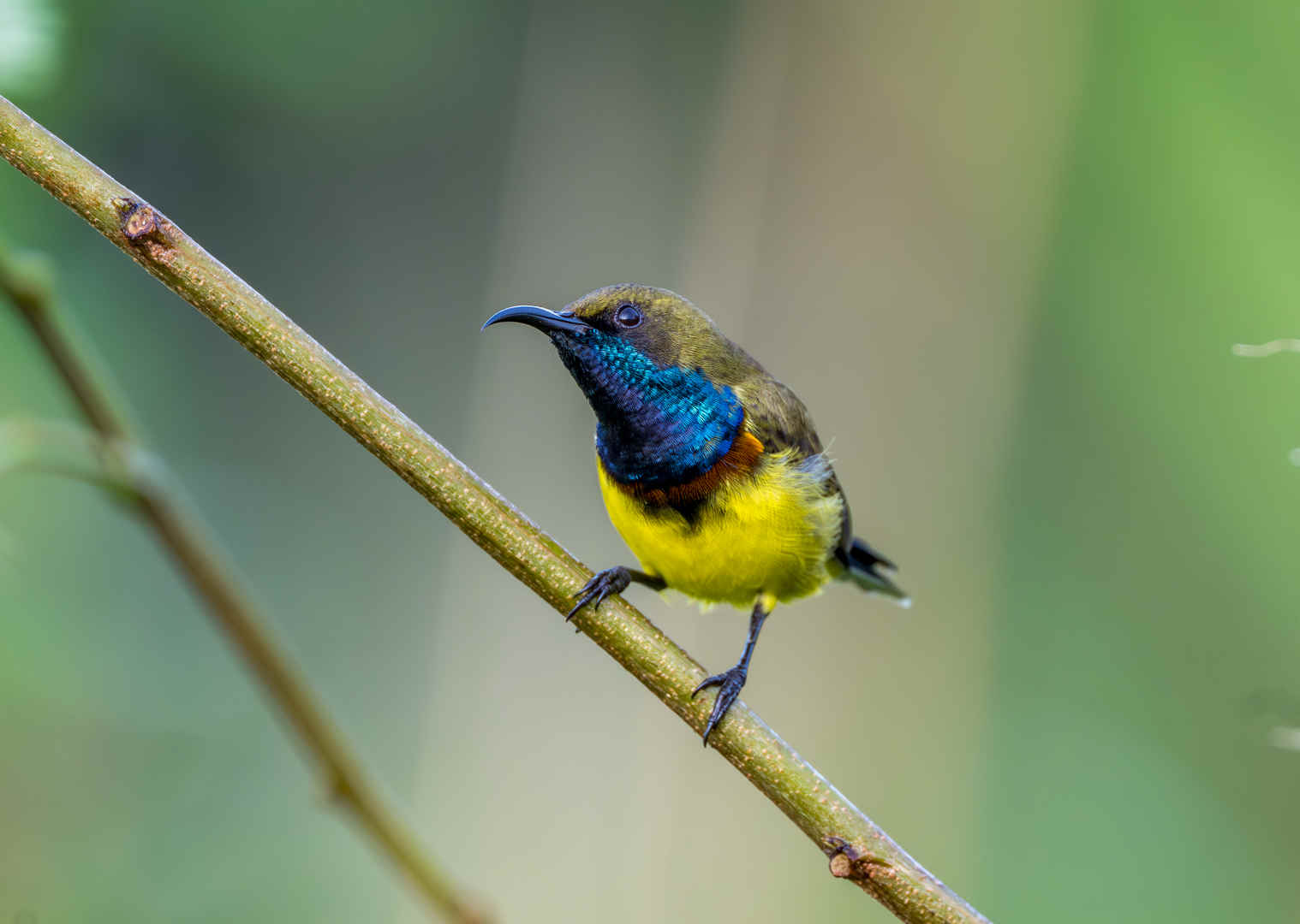 Species Spotlight: Ornate Sunbird