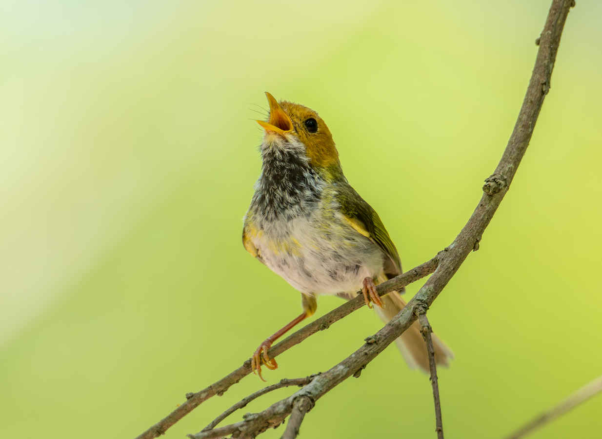 Ask a Birder: What is the difference between bird songs and bird calls?