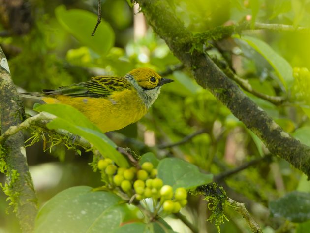 Silver-throated Tanager