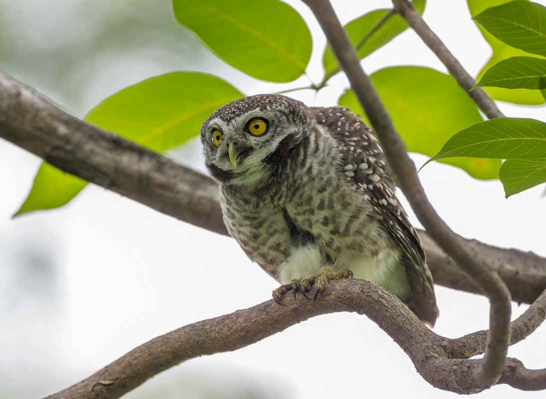 Species Spotlight: Spotted Owlet