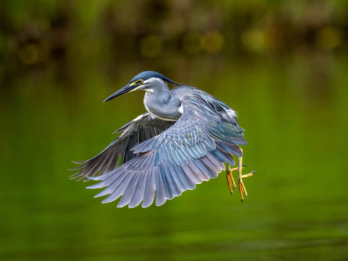 Birding Rot Fai Park, Bangkok