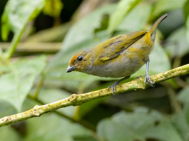 Tawny-capped Euphonia (female)