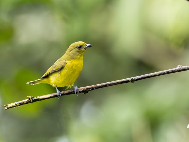 Thick-billed Euphonia (Female)