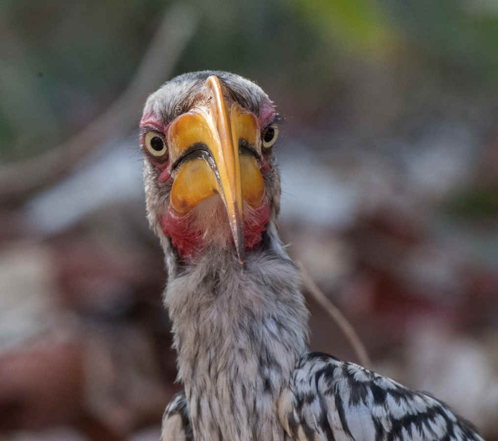 Ask a Birder: What is the Difference between a Bill and a Beak?