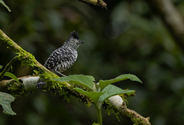 Barred Antshrike (male)