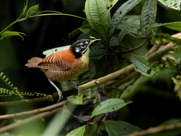 Bay Wren