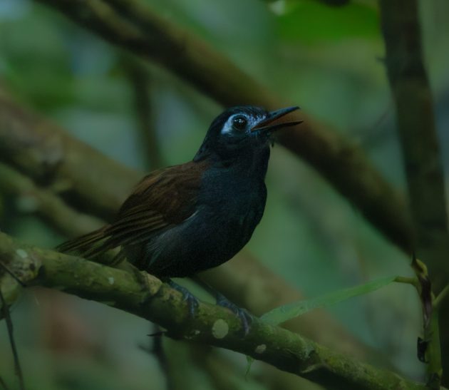 Chestnut-backed Antbird