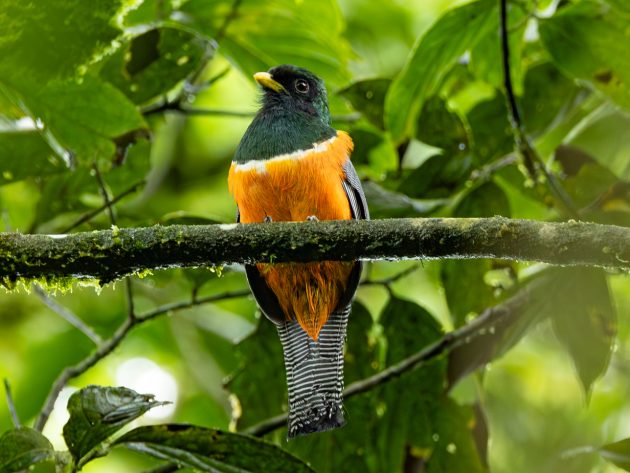 Collard Trogon( orange bellied)