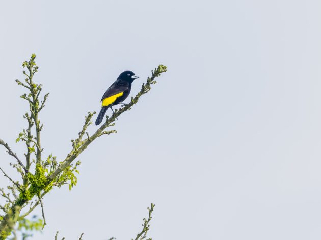 Flame-rumped Tanager (Lemon-rumped male)