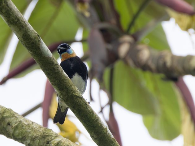 Golden-hooded Tanager
