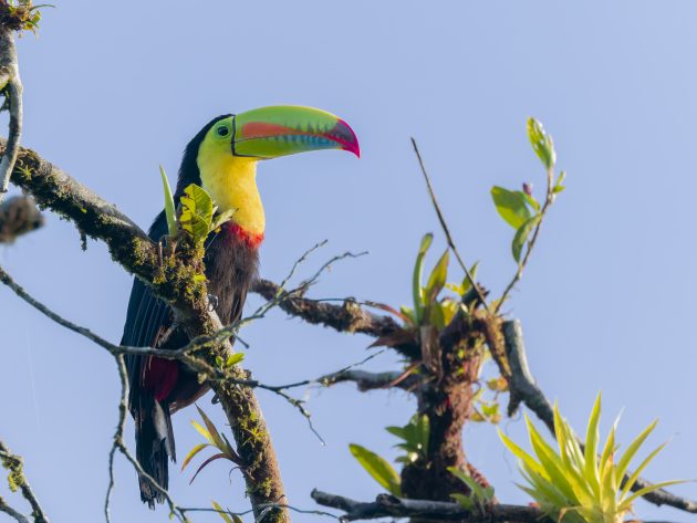 Keel-billed Toucan