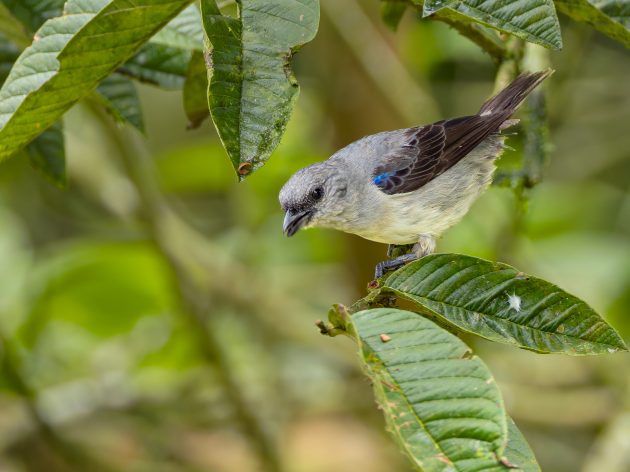 Plain colored Tanager