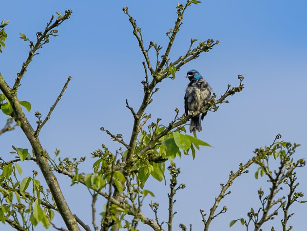 Scarlet-thighed Dacnis