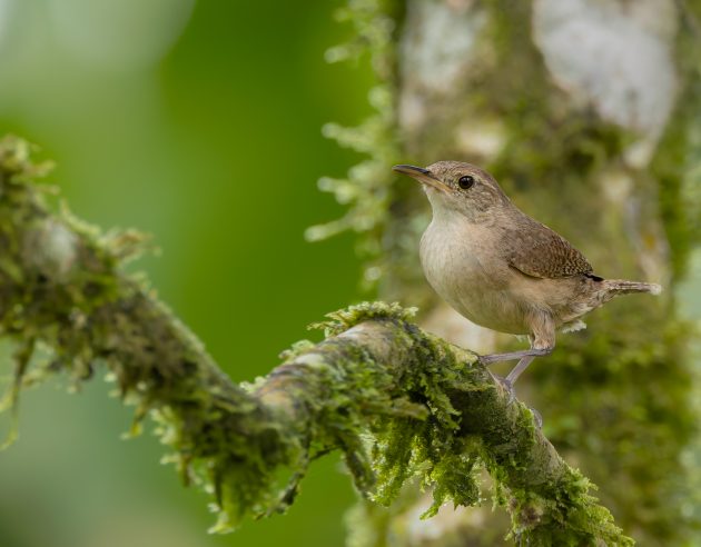 Southern House Wren