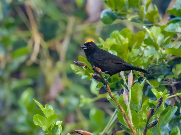 Tawny-crested Tanager