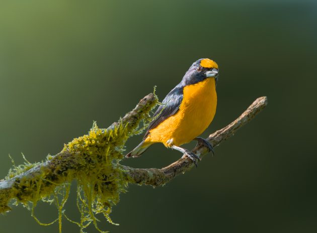 Thick-billed Euphonia (male)