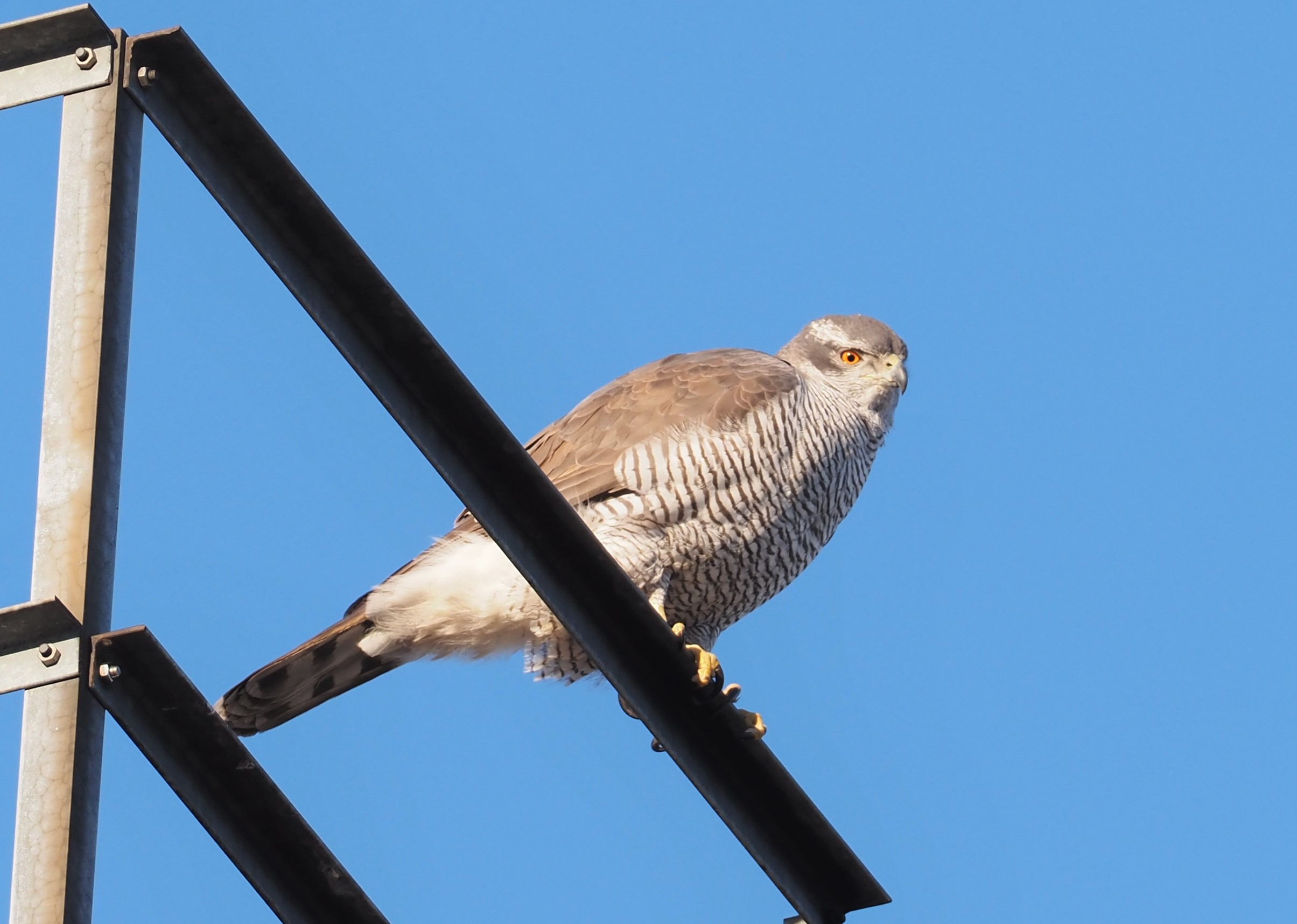 Eurasian Goshawks in Berlin - 10,000 Birds