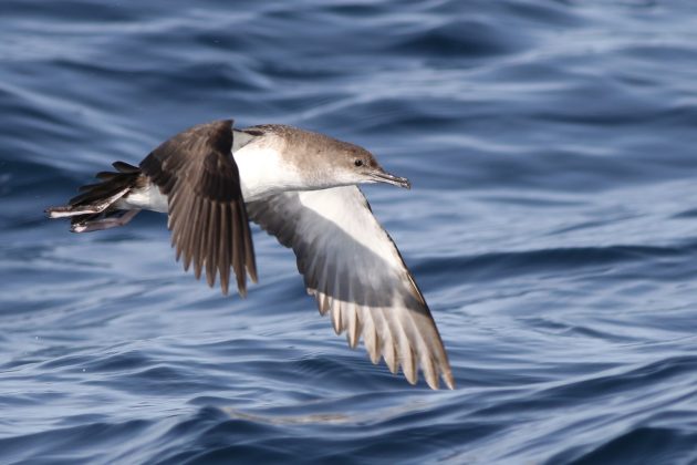 The Chemistry of Birds (23): Water Conservation