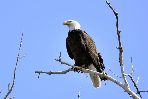 The Chemistry of Birds (16): DDT