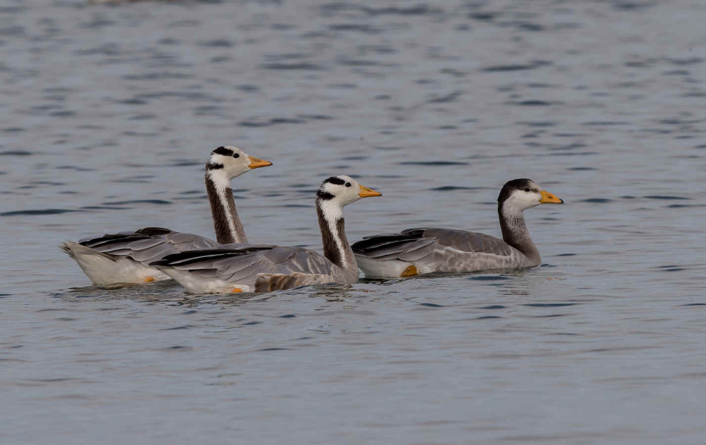 The Chemistry of Birds (14): Oxygen Transport
