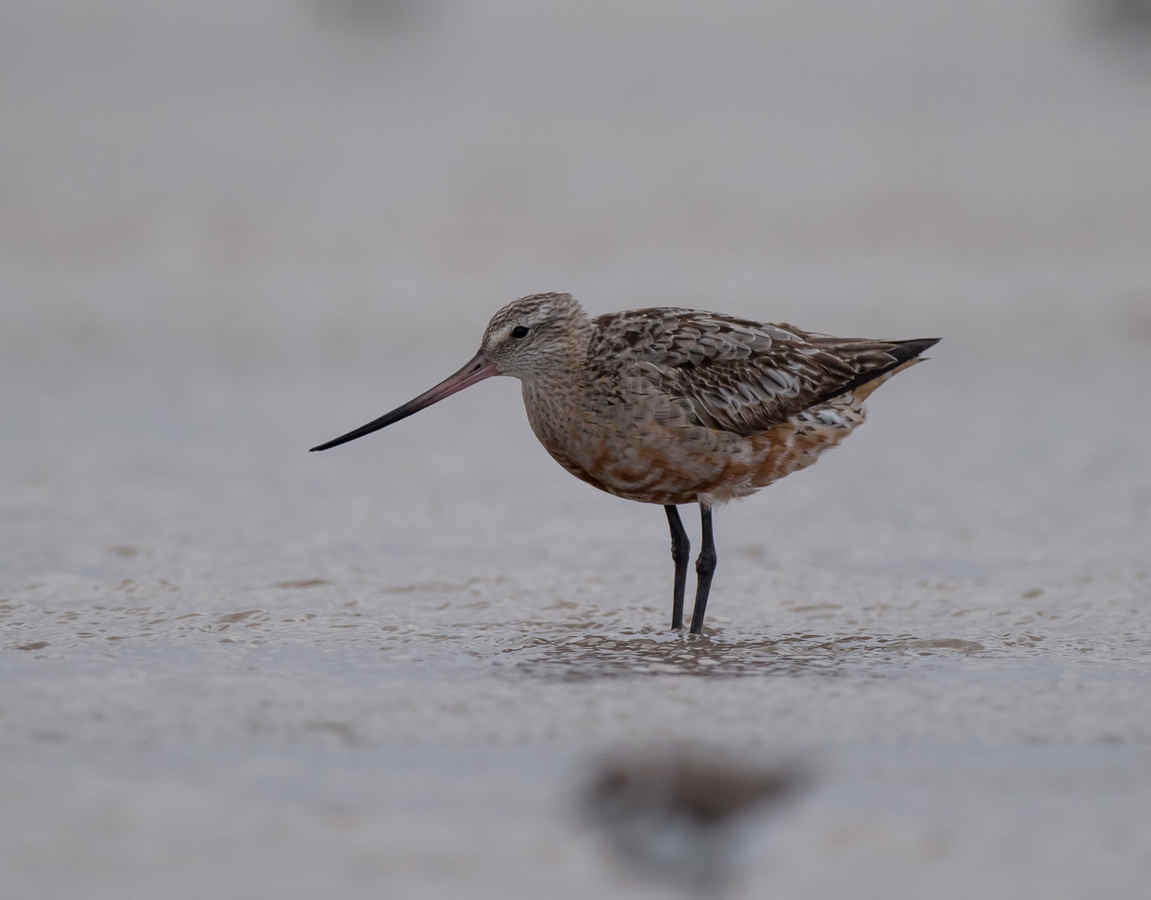 The Chemistry of Birds (20): Energy Storage