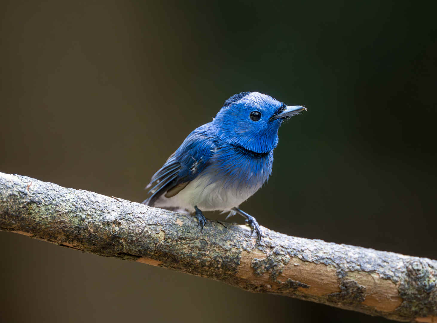 Species Spotlight: Black-naped Monarch - 10,000 Birds